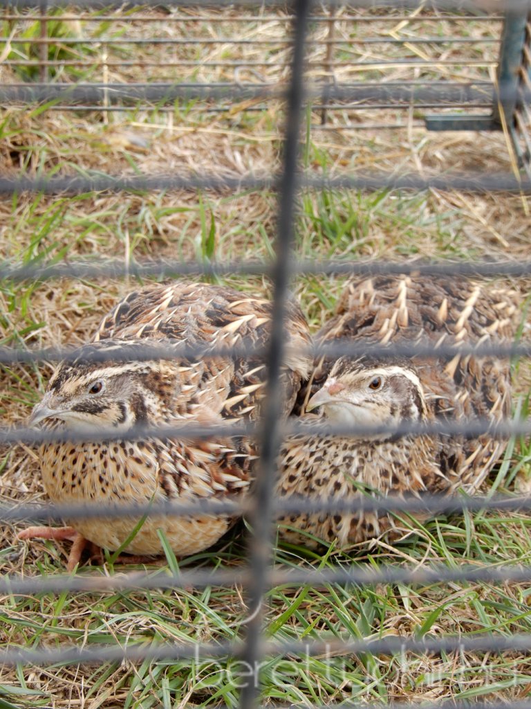 10 éves a Pethouse állatorvosi rendelő 05